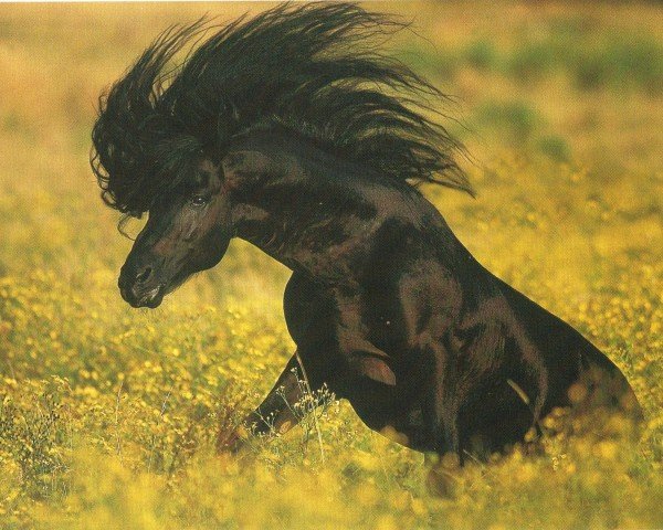 stallion Jelle (Friese, 1995, from Lammert 260)