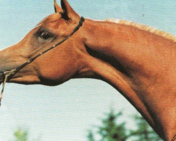 Deckhengst FS Eternal Flame ox (Vollblutaraber, 1996, von Kubinec 1987 ox)