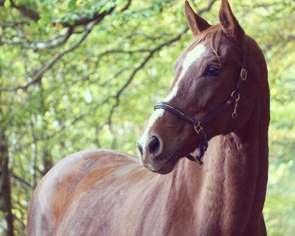 dressage horse Don Karl 2 (Holsteiner, 2001, from Dream of Glory)