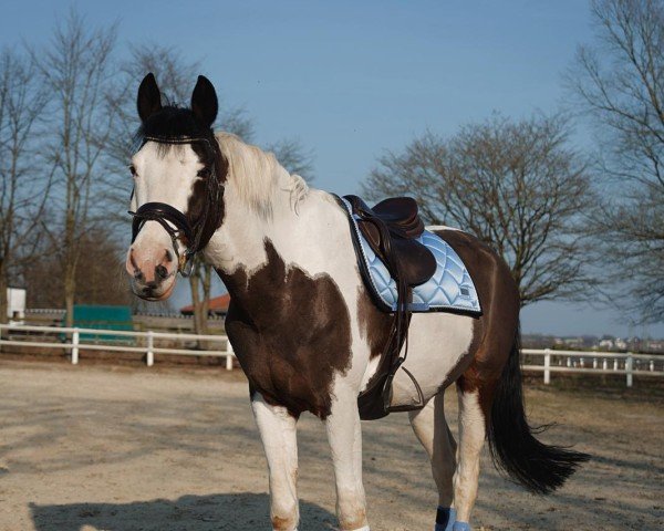 Springpferd Jarvis 3 (Deutsches Reitpony, 2015, von Jacky Boy)