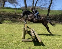 jumper Garrant (KWPN (Royal Dutch Sporthorse), 2011, from Warrant)