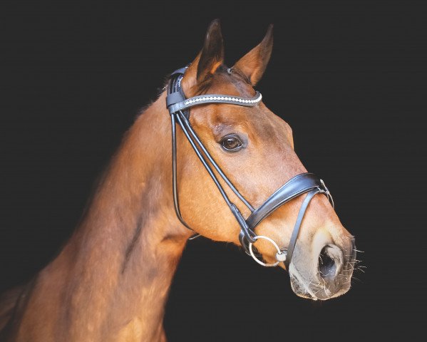 horse Kentucky Sun xx (Thoroughbred, 1992, from Hero´s Honor xx)
