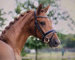 dressage horse Lazado (Hanoverian, 2016, from Livaldon)