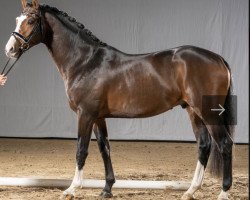 dressage horse Zoomlight 3 (Westphalian, 2018, from Zoom 8)