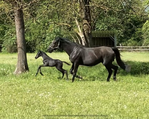 dressage horse Rajani H (German Sport Horse, 2021, from Bourbon)