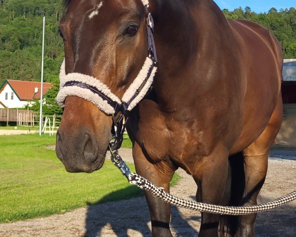 Dressurpferd Arcangelo (Oldenburger, 2016, von Apache)