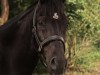 jumper Dantestino (German Riding Pony, 2013, from Domiro)