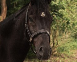 Springpferd Dantestino (Deutsches Reitpony, 2013, von Domiro)