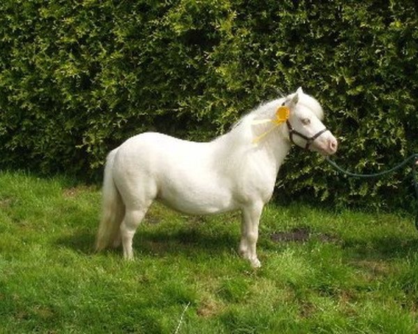 broodmare Rosabell vom Ellernbrook (Shetland pony (under 87 cm), 2005, from Harvey vom Ellernbrook)