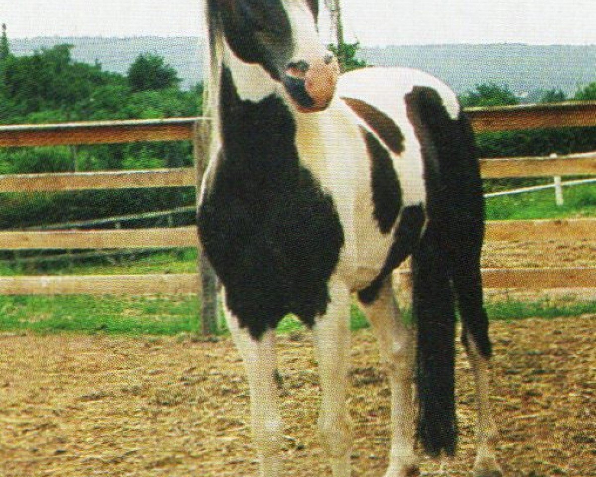 stallion Graffiti-Man (Lewitzer, 1992, from Granat B 468)