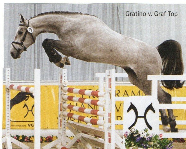 jumper Gratino 4 (Hanoverian, 2008, from Graf Top)