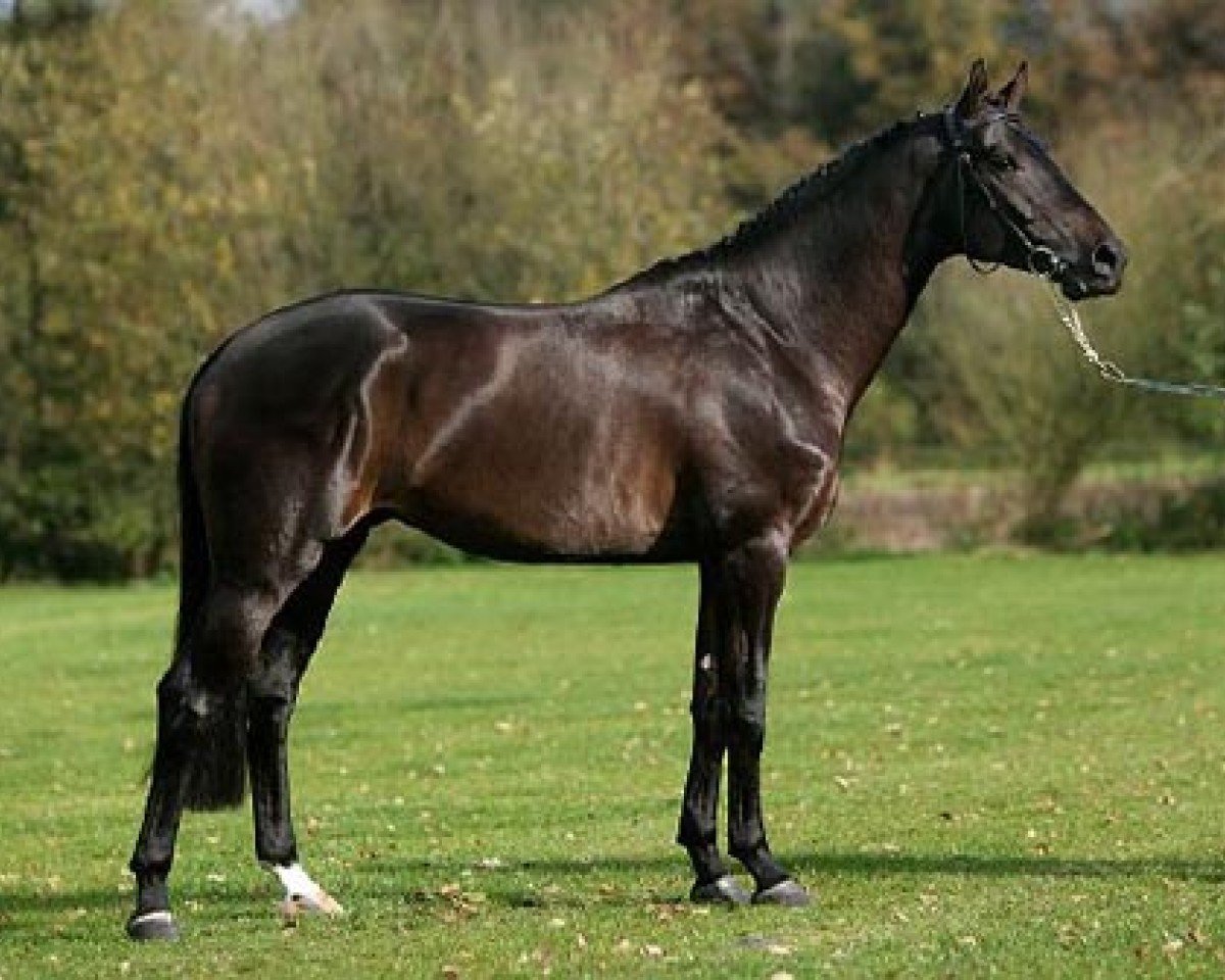 Deckhengst Guccio (KWPN (Niederländisches Warmblut), 2002, von Quick Star)