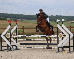 jumper Carlyna (Luxembourg horse, 2019, from Chaman)