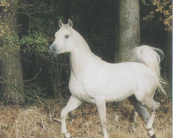 stallion Ibn Narav ox (Arabian purebred, 1993, from Narav Ibn Aswan ox)