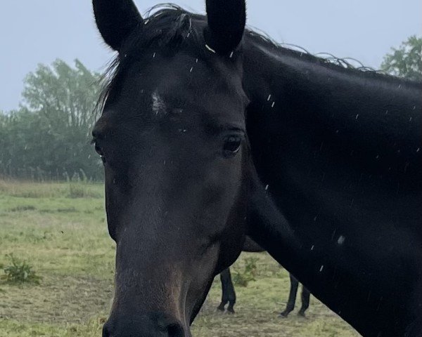 dressage horse Akeby‘s Oh Wie schön (Holsteiner, 2021, from Dancier Gold FRH)