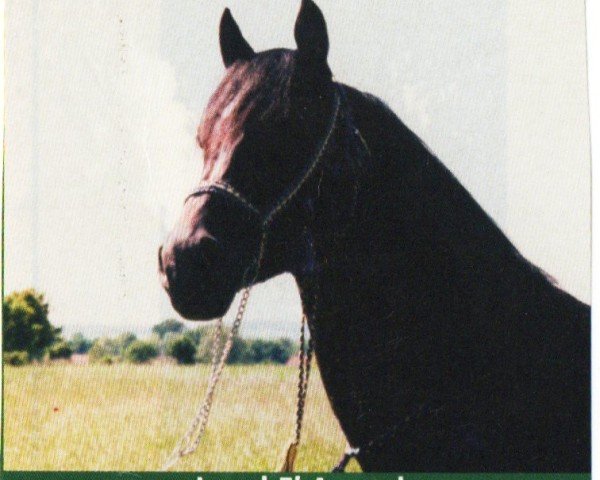 Pferd Jamal El Assuad ox (Vollblutaraber, 1996, von Janbu ox)