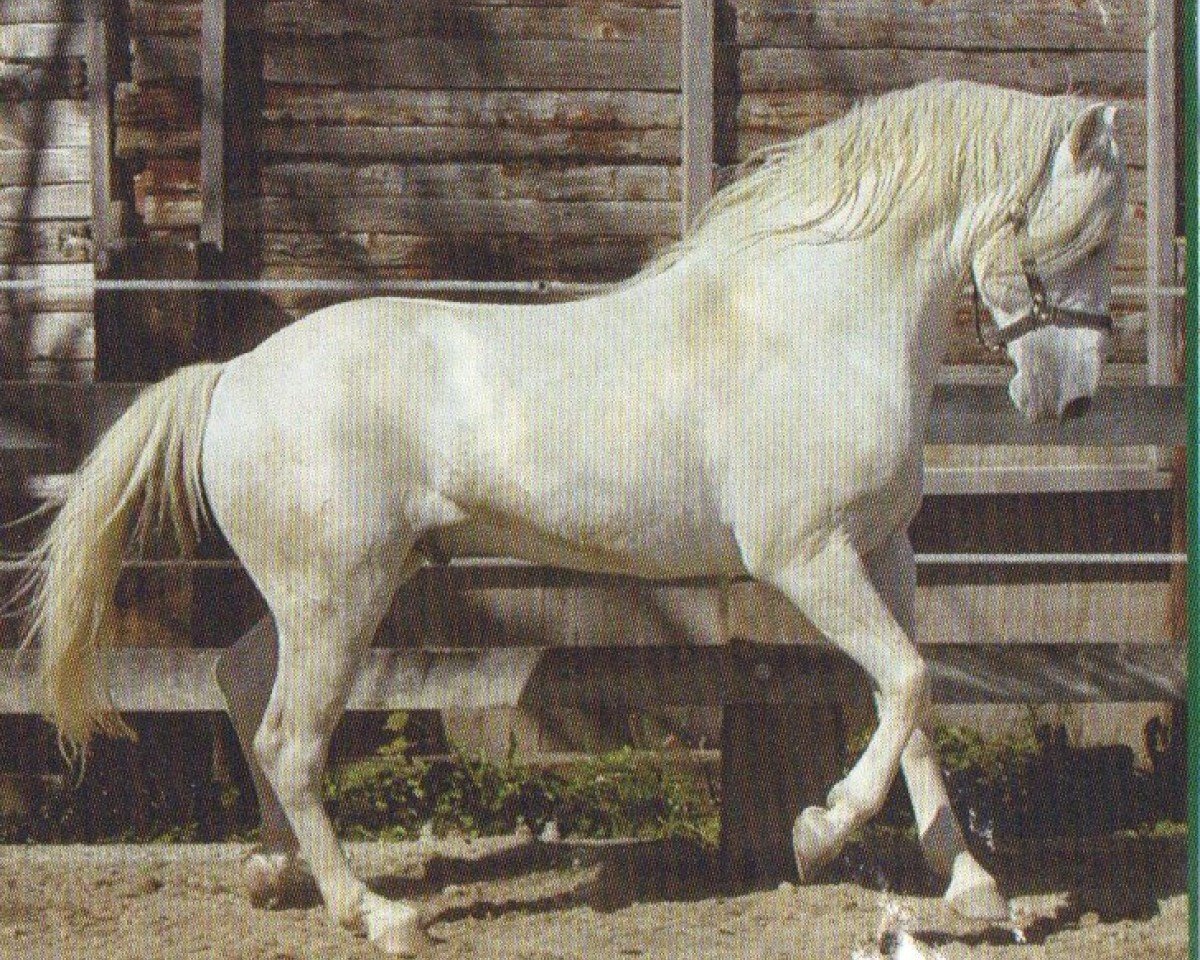 stallion Jason de la Foret (Berber, 1997, from Hakem)