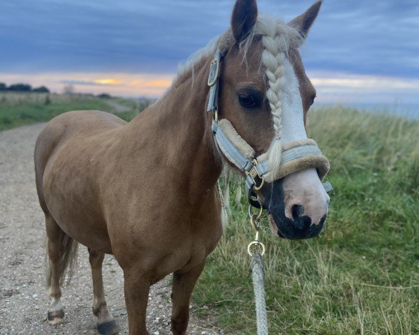dressage horse Lurex Lilly (Welsh-Cob (Sek. C), 2011, from River Dancer)