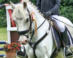 jumper Tom Tailor 7 (Welsh-Pony (Section B), 2009, from Timing)