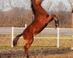 dressage horse Rose of Buckingham (German Sport Horse, 2019, from Buckingham)