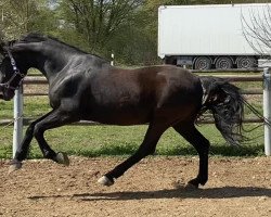 dressage horse Sarotti H (Bavarian, 2009, from Swarovski)