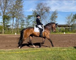 dressage horse Rocky rockt daß (Westphalian, 2015, from Real Grandios)