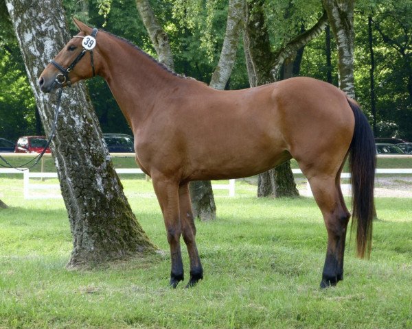 jumper Bora Bora H (German Warmblood, 2012, from Vulkano 10)