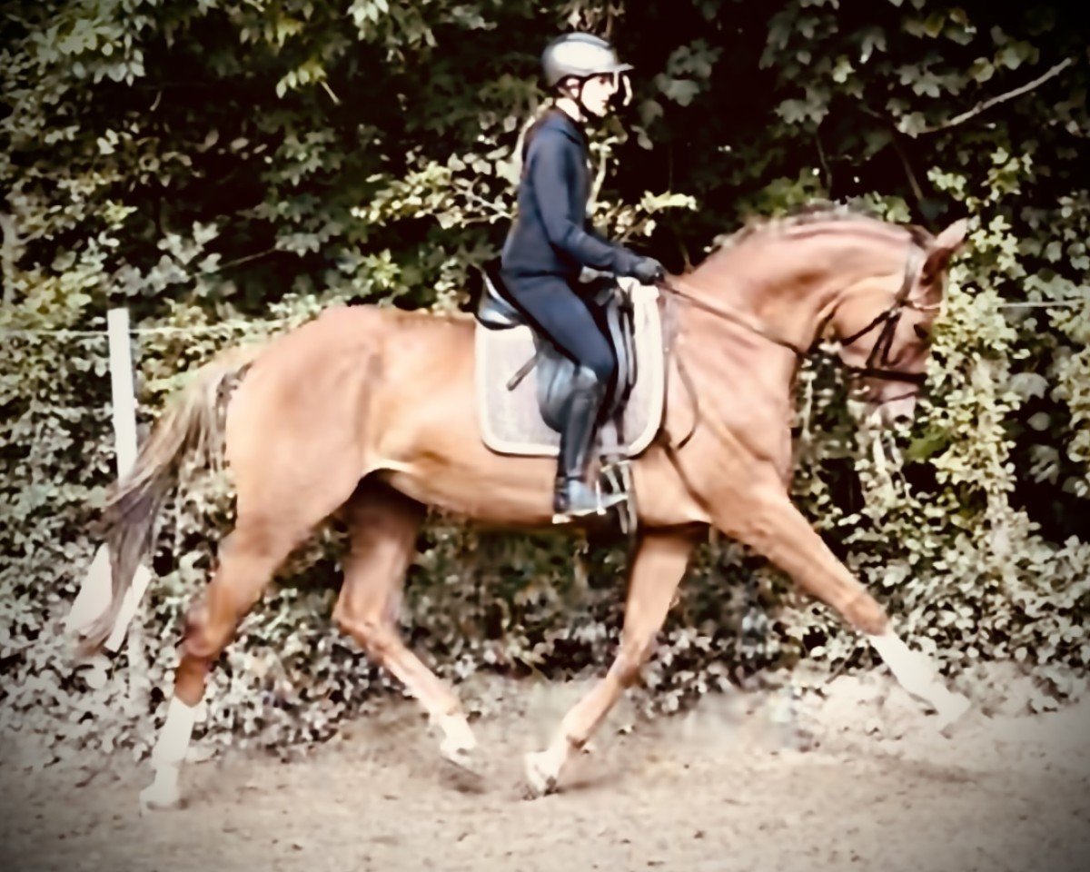 jumper Una Rossa JPS (Westphalian, 2017, from United Touch S)