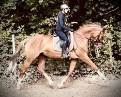 Springpferd Una Rossa JPS (Westfale, 2017, von United Touch S)