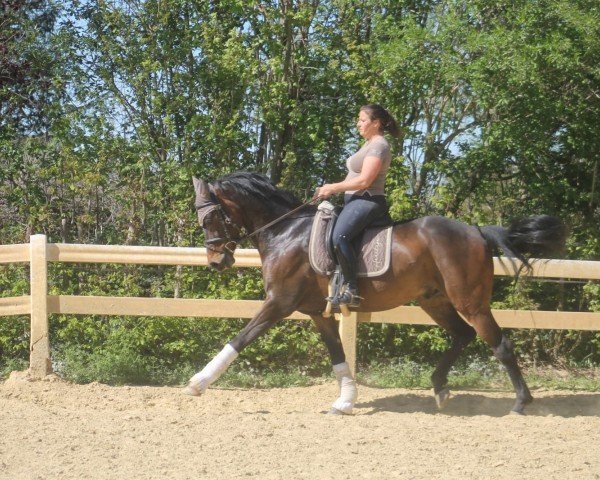 jumper Illusion 84 (KWPN (Royal Dutch Sporthorse), 2013, from Glock's Dream Boy)