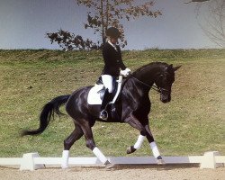 dressage horse Ria 138 (Bavarian, 2011, from Destano)