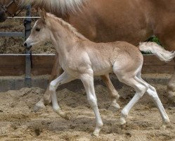 dressage horse Wienerwalzer (Haflinger, 2015, from Winzertraum)