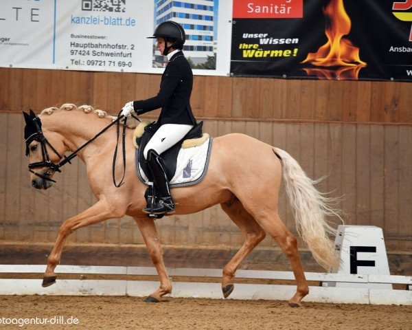 dressage horse Dr. Gruber VEC (German Riding Pony, 2018, from Dimension AT NRW)