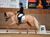 dressage horse Dr. Gruber VEC (German Riding Pony, 2018, from Dimension AT NRW)