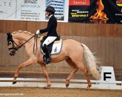 Dressurpferd Dr. Gruber VEC (Deutsches Reitpony, 2018, von Dimension AT NRW)