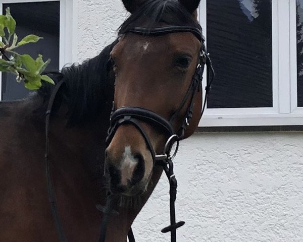 dressage horse Rana Gül (Oldenburg, 2017, from Rock the World)