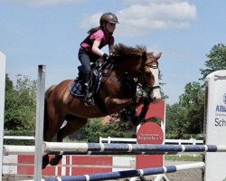 dressage horse Mc Lovin (German Riding Pony, 2010, from Steendieks Mc Laren)