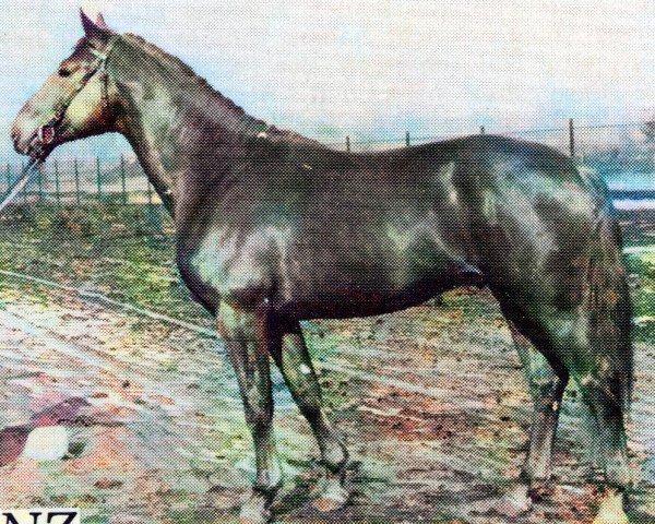 stallion Lenz 2640 (Saxony-Anhaltiner, 1975, from Leuchtfeuer 2602)