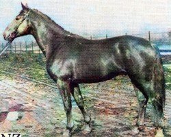 stallion Lenz 2640 (Saxony-Anhaltiner, 1975, from Leuchtfeuer 2602)