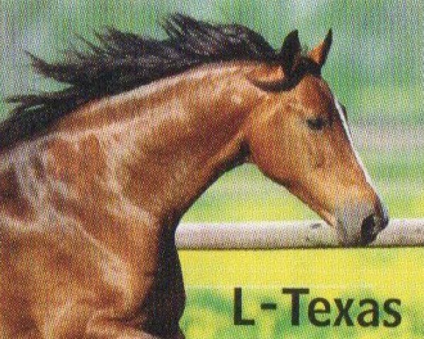 broodmare L-Texas (Holsteiner, 1996, from Tin Rocco)