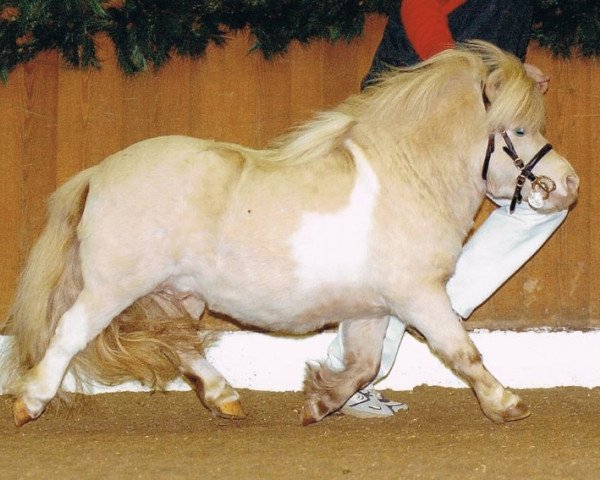 Deckhengst CC's Manitou (Shetland Pony (unter 87 cm), 2001, von Crazy Colours Mars)