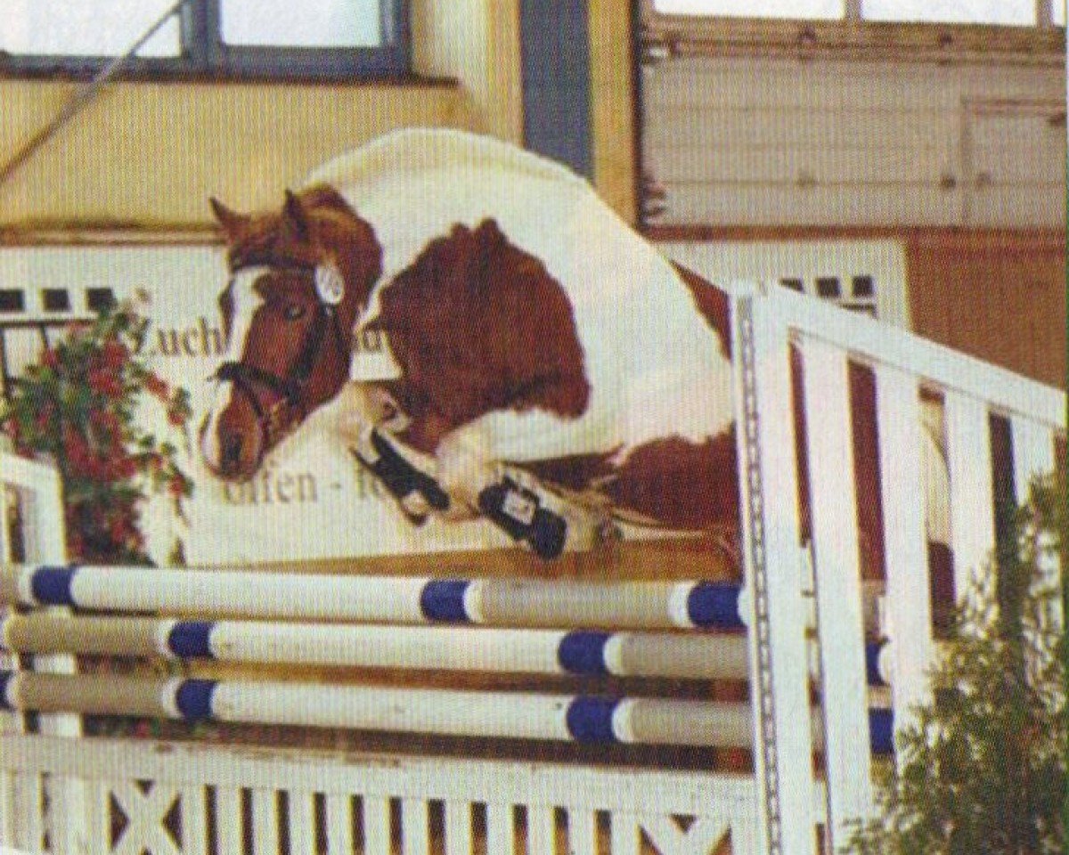 Deckhengst Manolo (Lewitzer, 2002, von Manoulito)