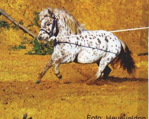 stallion Mc Gregor (Dt.Part-bred Shetland pony, 2000, from Mc Gyver)