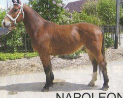 Springpferd Napoleon XXII CH (Freiberger, 2006, von Nepal II CH)