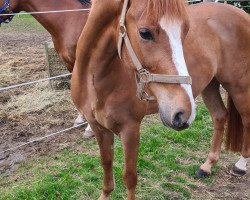 dressage horse Donnie (German Riding Pony, 2017, from Dark Dornik)