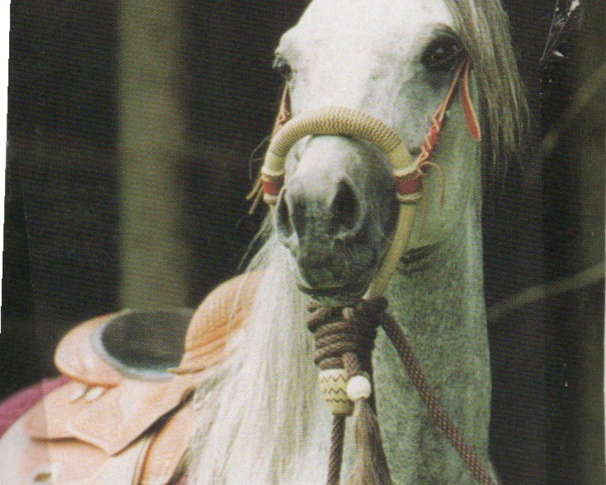 Deckhengst Mirza II ox (Vollblutaraber, 1997, von El Thay Masoud ox)