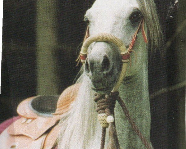 stallion Mirza II ox (Arabian purebred, 1997, from El Thay Masoud ox)