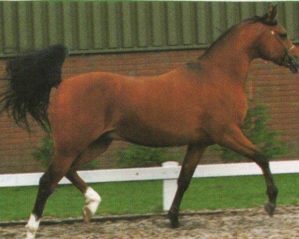 Pferd Naryshkin ox (Vollblutaraber, 1991, von Gomel ox)