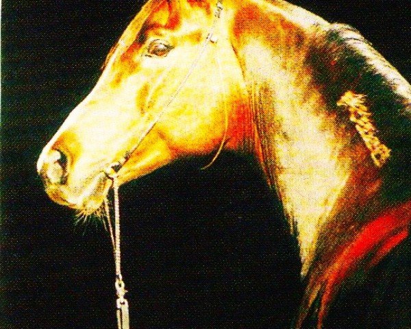 Deckhengst Nemir ox (Vollblutaraber, 1987, von Neman 1973 ox)