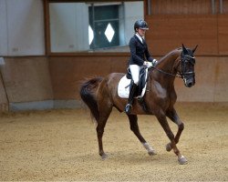 dressage horse Duvalier S (Hanoverian, 2012, from Dannebrog)